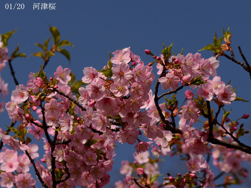 02-01河津桜20250326-0024