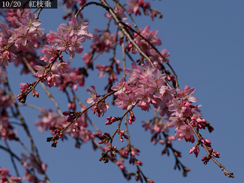 02-10紅枝垂20250326-0220