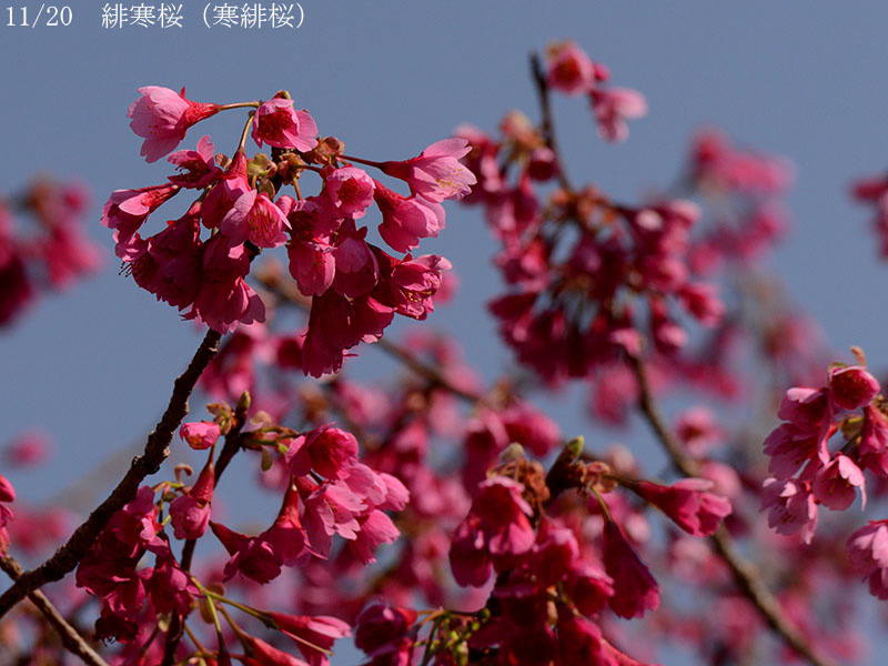 02-11緋寒桜20250326-0261