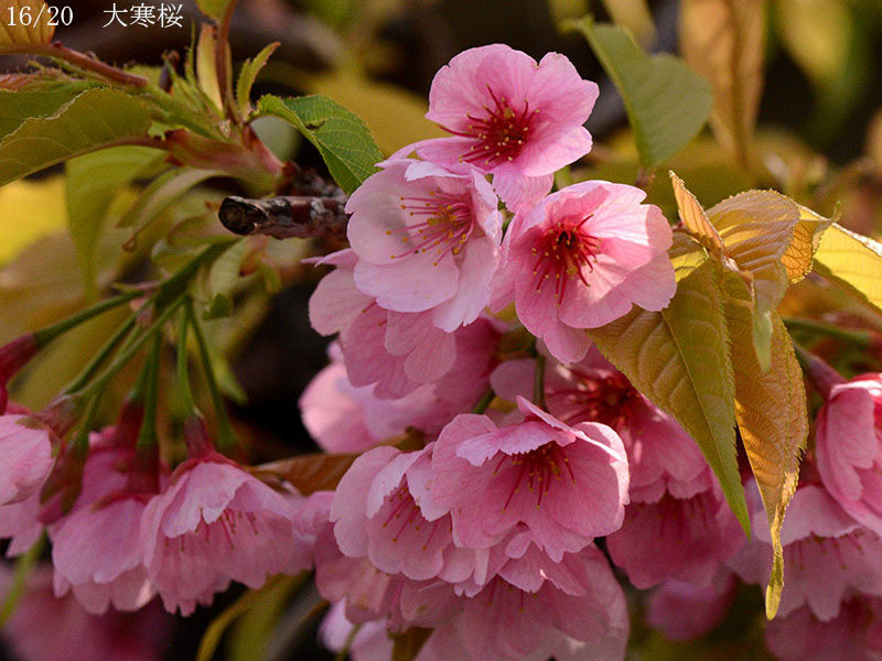 02-16大寒桜20250326-0445