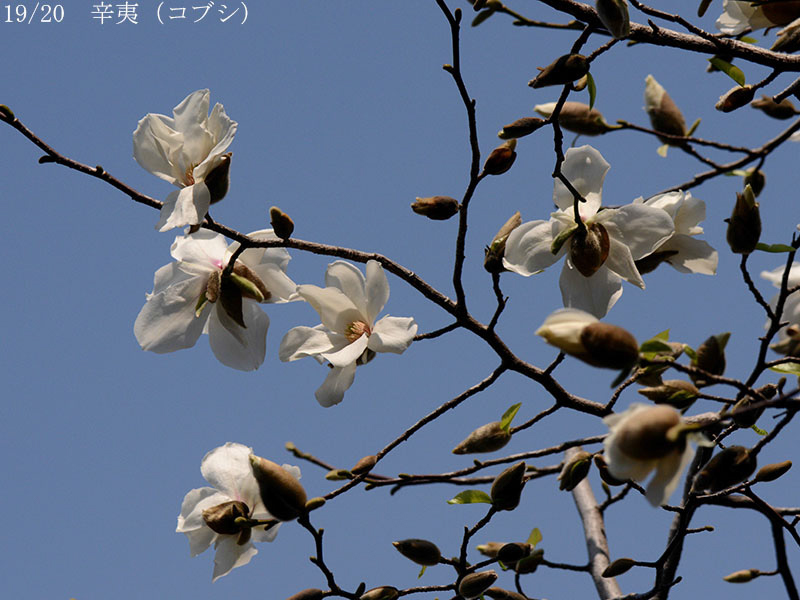 02-19辛夷20250326-0457