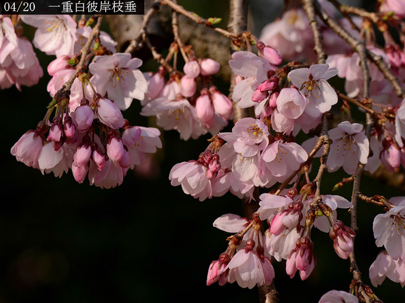 02-04一重白彼岸枝垂20250326-0059