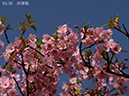 02-01河津桜20250326-0024
