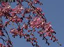 02-10紅枝垂20250326-0220