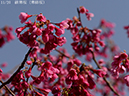02-11緋寒桜20250326-0261