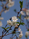 02-13子福桜20250326-0304