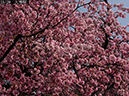 02-15大寒桜20250326-0437