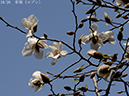 02-19辛夷20250326-0457