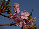 02-02河津桜20250326-0025