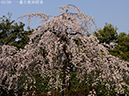 02-03一重白彼岸枝垂20250326-0071