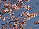 02-09江戸彼岸20250326-0235