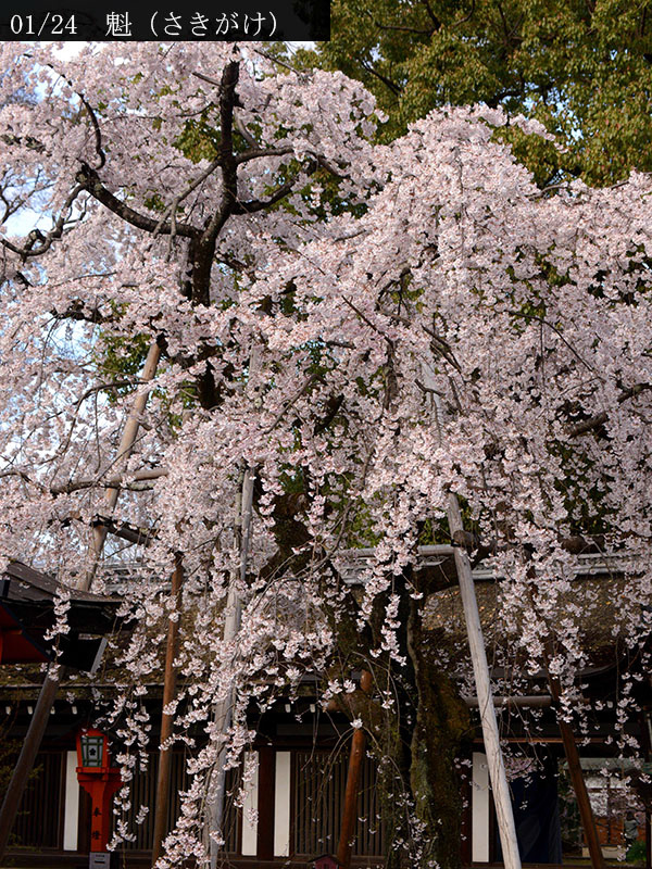02-01魁20250403-0001