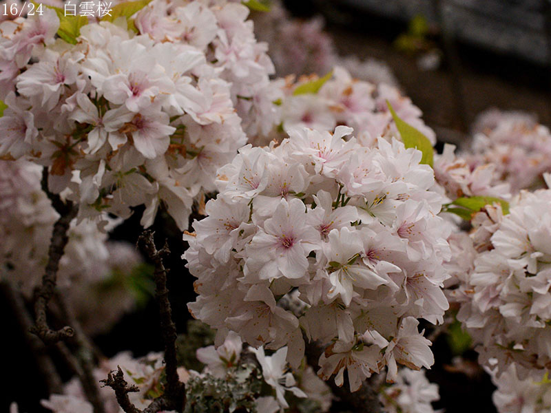 02-16白雲桜20250418-0114