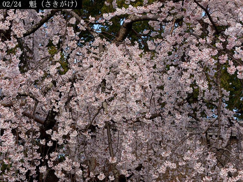 02-02魁20250403-0014