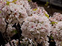 02-16白雲桜20250418-0114