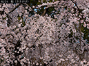 02-02魁20250403-0014