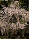 02-22枝垂桜20250418-0175