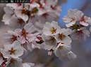 02-03魁20250403-0022