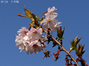 02-07十月桜20250403-0093