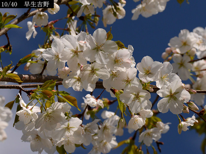 02-10早生吉野20250403-0321