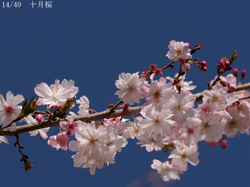 02-14十月桜20250403-0408