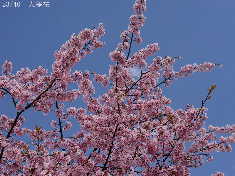 02-23大寒桜20250403-0523