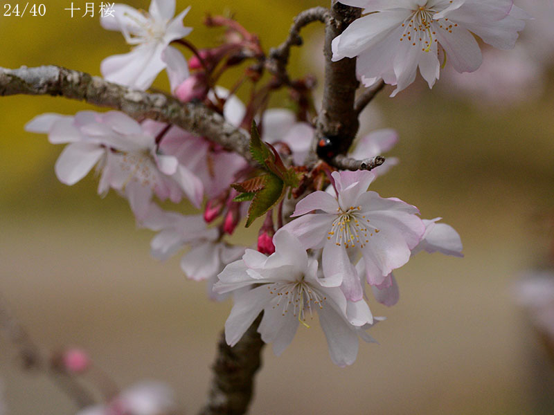 02-24十月桜20250403-0530