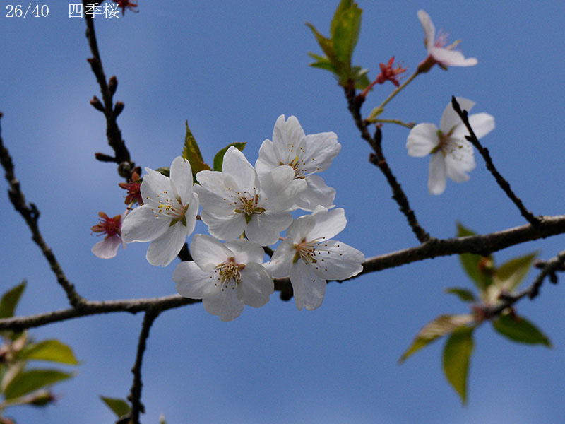 02-26四季桜20250403-0547