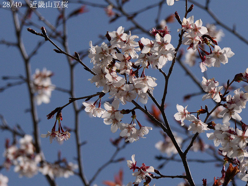 02-28近畿山豆桜20250403-0563