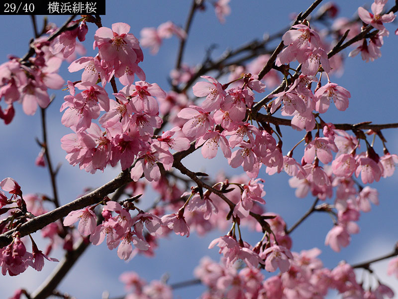 02-29横浜緋桜20250403-0576