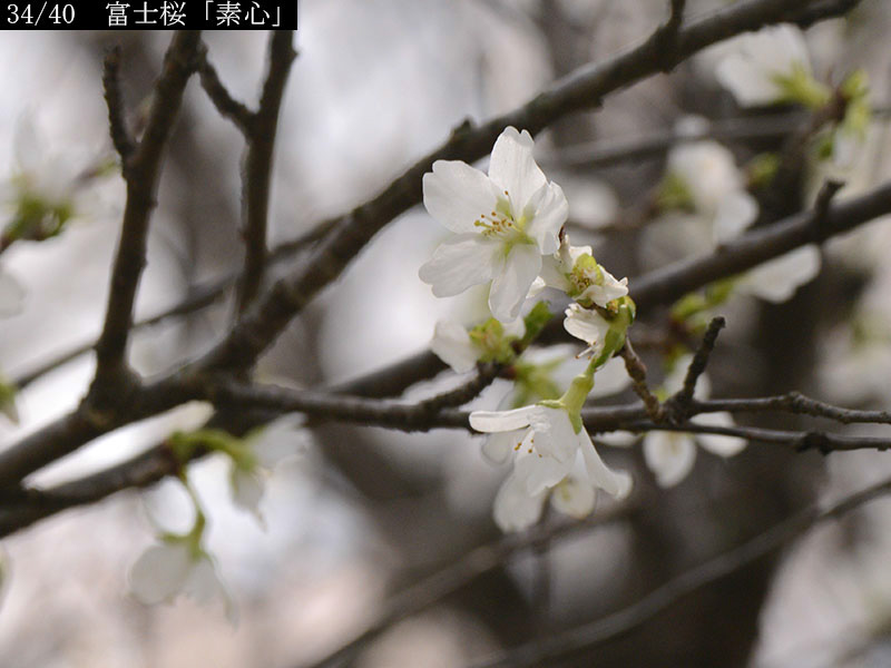 02-34富士桜「素心」20250403-0655