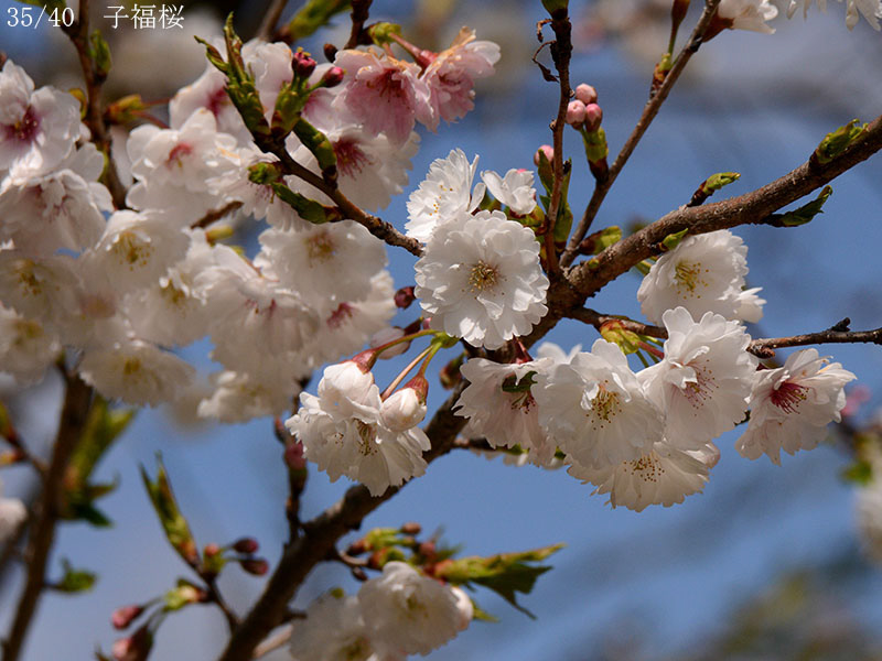 02-35子福桜20250403-0665