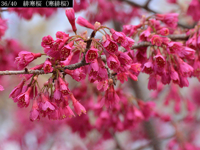 02-36緋寒桜（寒緋桜）20250403-0684