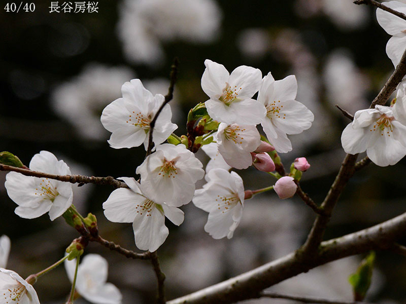 02-40長谷房桜20250403-0992