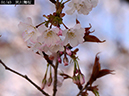 02-01夙川舞桜20250403-0142