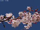 02-14十月桜20250403-0408