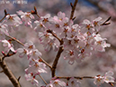 02-15円通寺桜20250403-0415