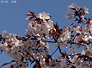 02-02山桜20250403-0151