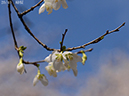 02-20緑桜20250403-0485
