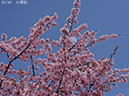02-23大寒桜20250403-0523