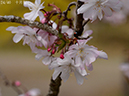 02-24十月桜20250403-0530