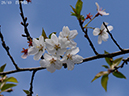 02-26四季桜20250403-0547