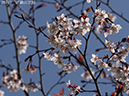 02-28近畿山豆桜20250403-0563