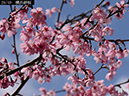 02-29横浜緋桜20250403-0576