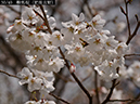 02-30鞍馬桜（肥後吉野）20250403-0596