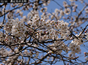 02-32濃紅染井吉野20250403-0634