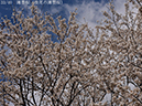 02-33薄墨桜20250403-0642