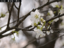 02-34富士桜「素心」20250403-0655