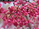 02-36緋寒桜（寒緋桜）20250403-0684