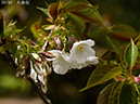 02-39大島桜20250403-0986